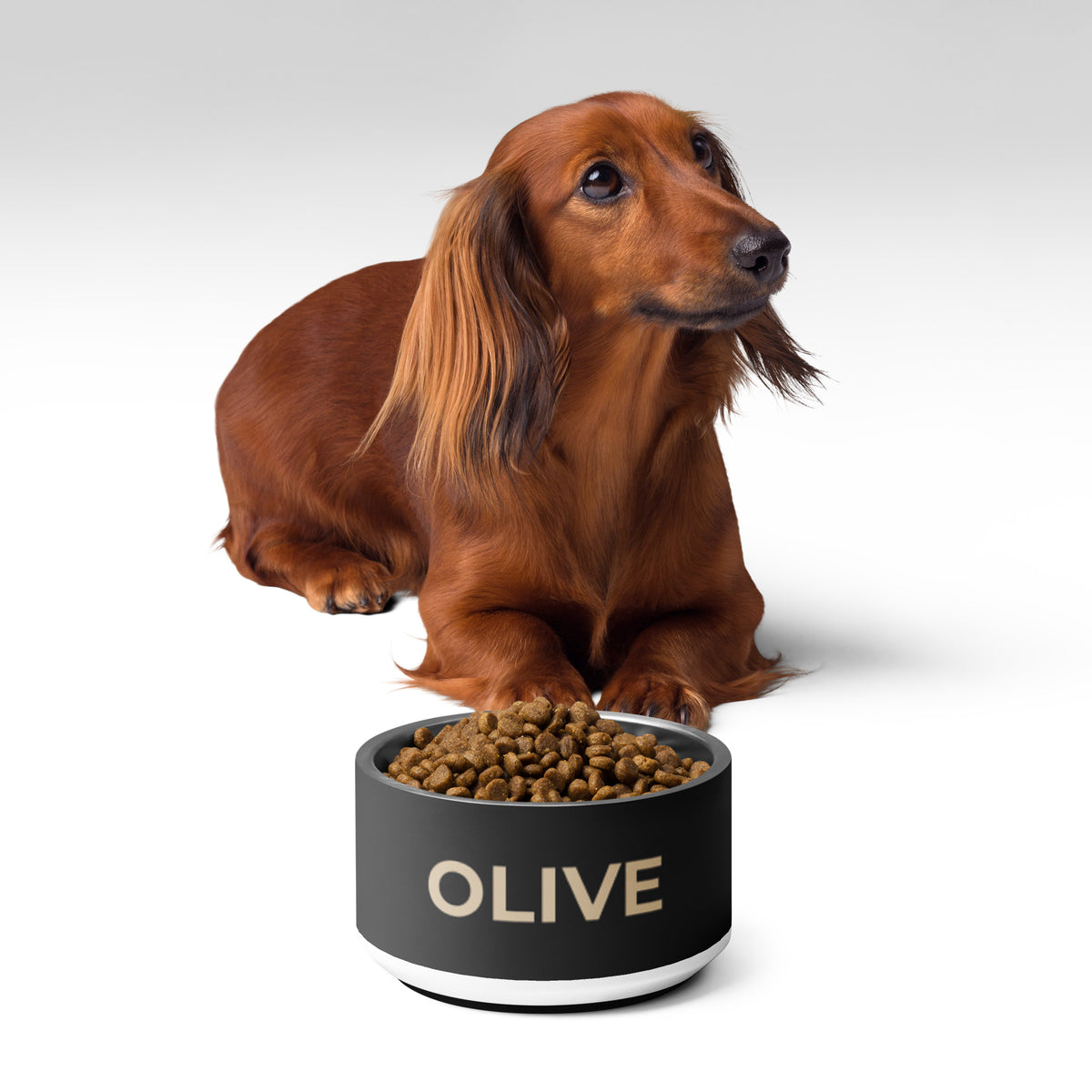 Dachshund sitting behind a black and gold modern personalized dog bowl filled with kibble