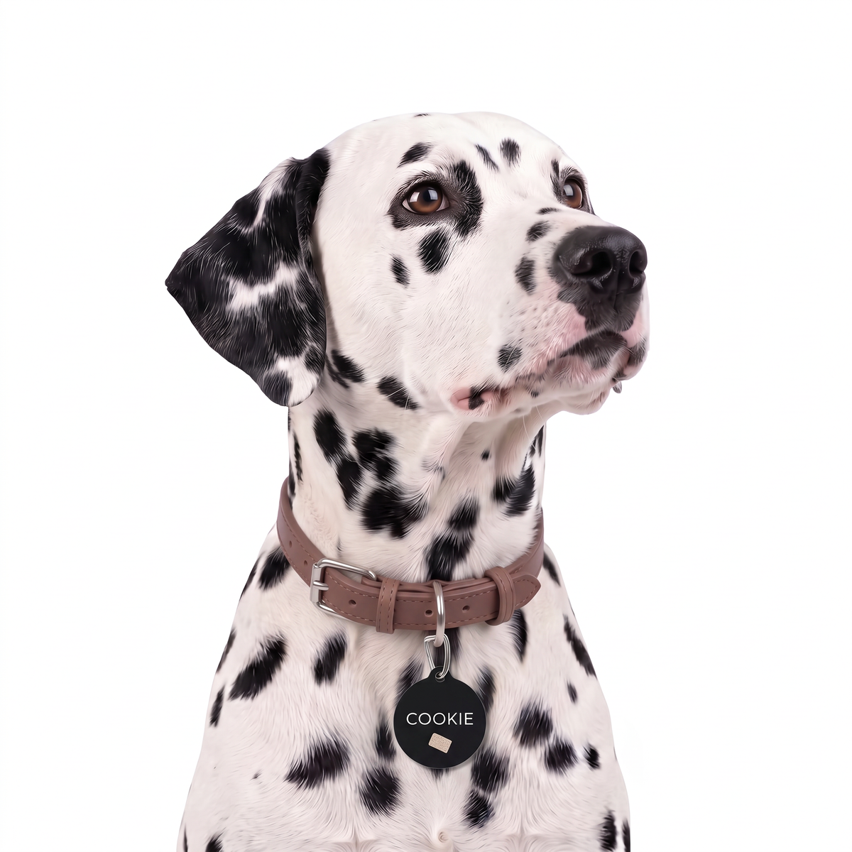Dalmatian wearing a black biscuit personalized dog tag on a brown collar
