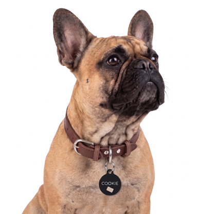 French Bulldog wearing a black biscuit personalized dog tag on a brown collar