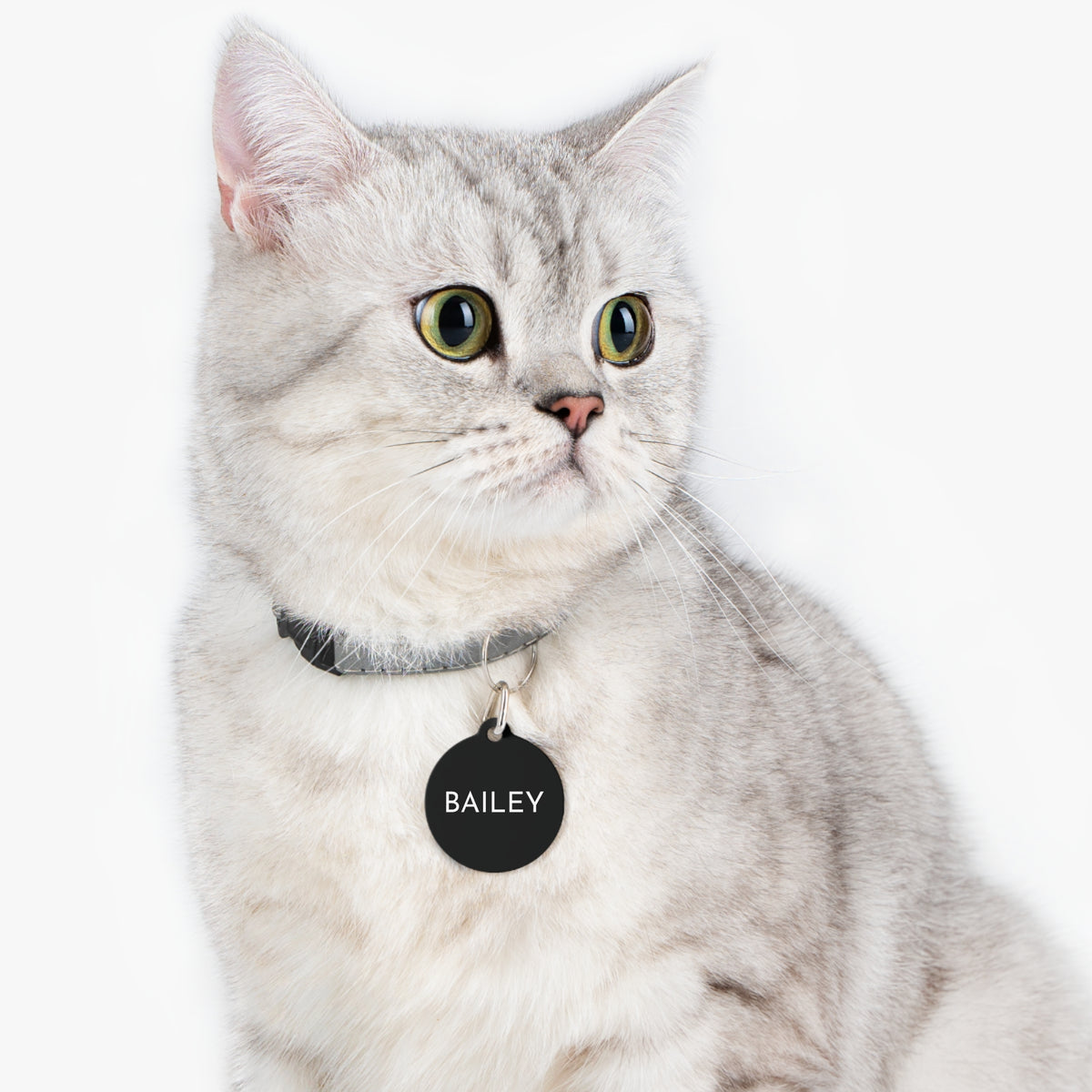 Cat wearing a black modern personalized pet ID tag