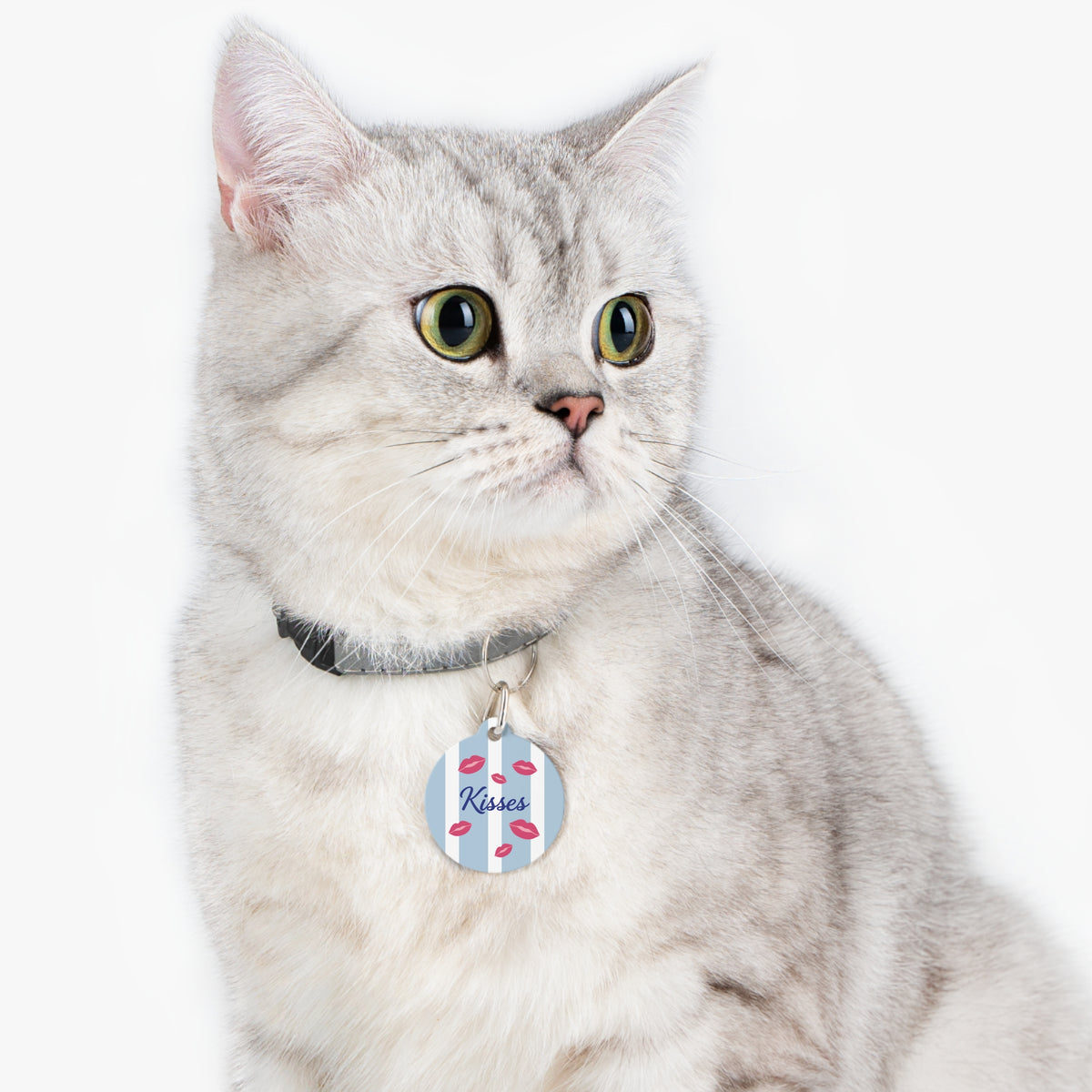 Cat wearing the personalized blue striped name tag