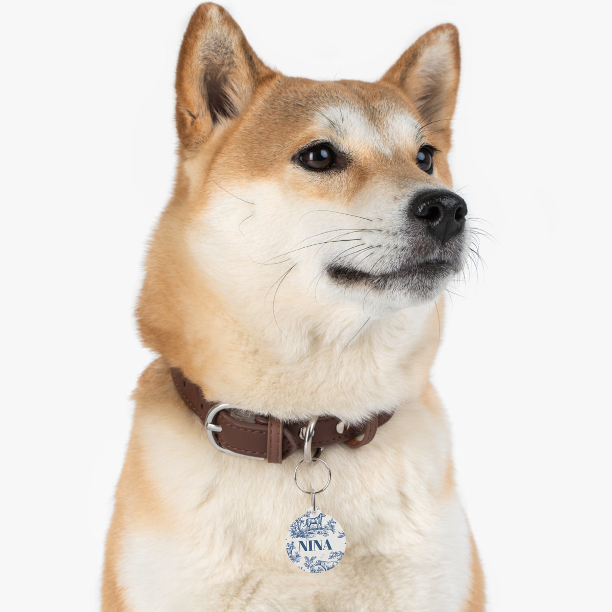 Shiba Inu wearing the blue toile personalized pet tag on its collar