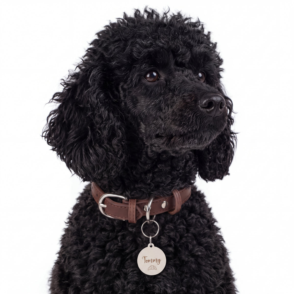 Black curly-haired dog wearing the croissant personalized pet tag on its collar