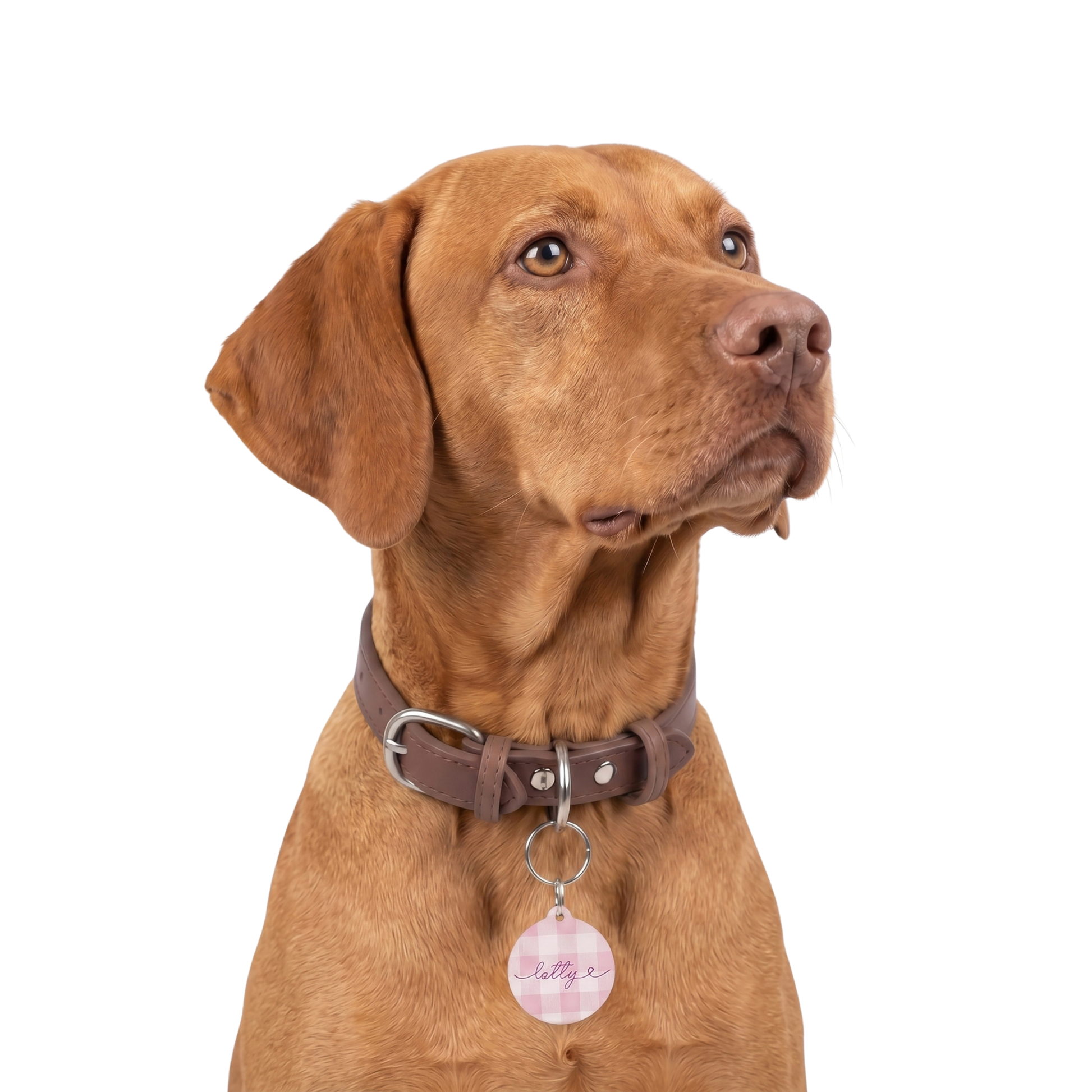 Personalized pink checkered pet tag - lifestyle with dog