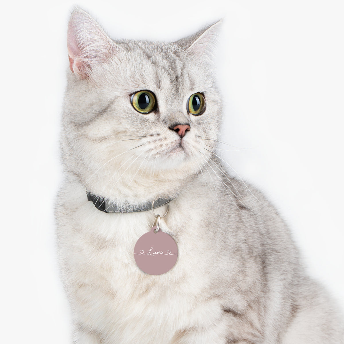 Silver tabby cat wearing a dusty rose personalized pet tag