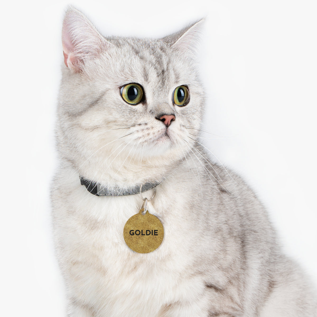 Cat wearing a gold glitter personalized pet ID tag