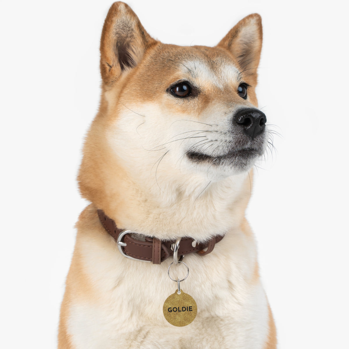 Shiba Inu wearing a gold glitter personalized dog tag on its collar