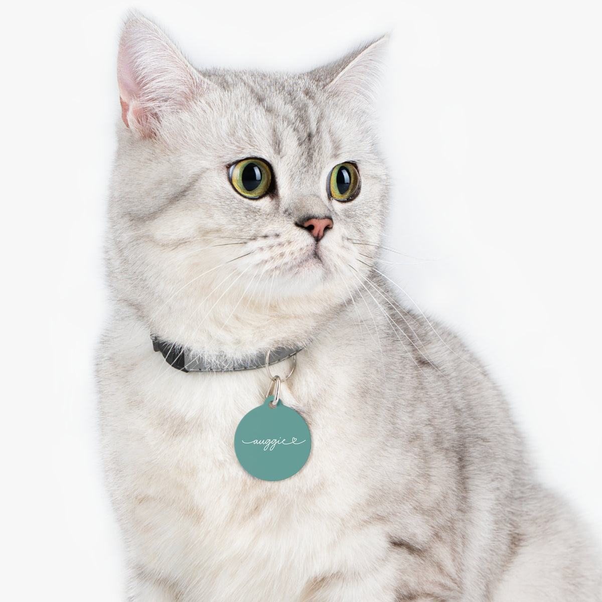 Silver tabby cat wearing a jade green personalized pet tag