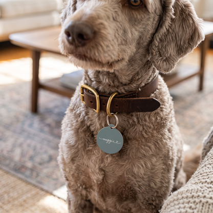 Curly chocolate brown dog wearing a jade green personalized pet tag on a dark collar at home