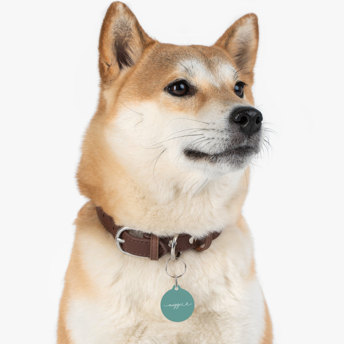 Shiba Inu wearing a jade green personalized pet tag on a brown collar