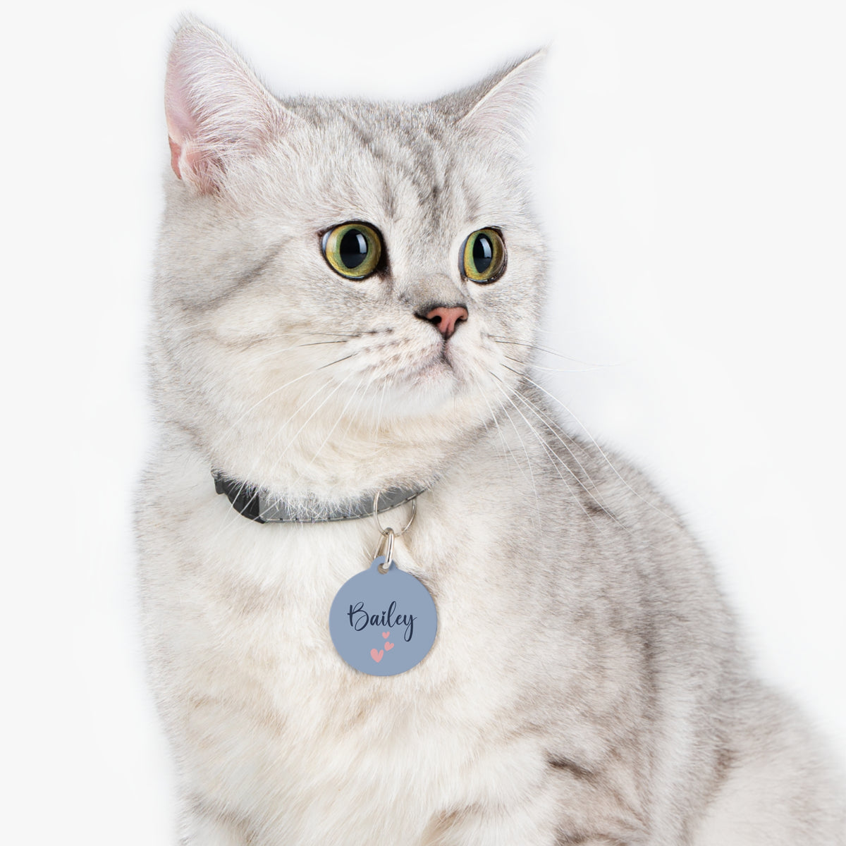 Cat wearing the lavender heart personalized pet tag