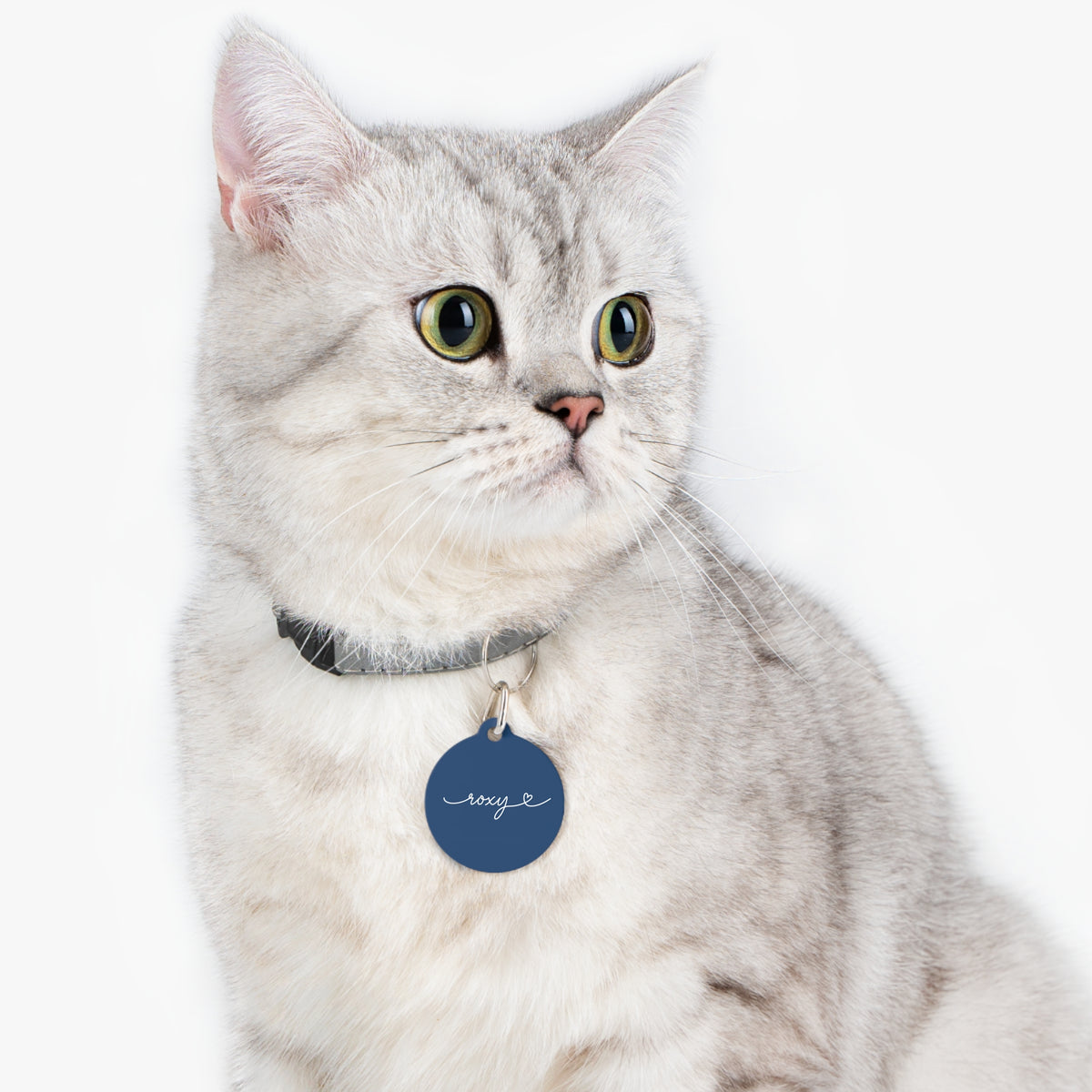Silver tabby cat wearing a midnight blue personalized pet tag