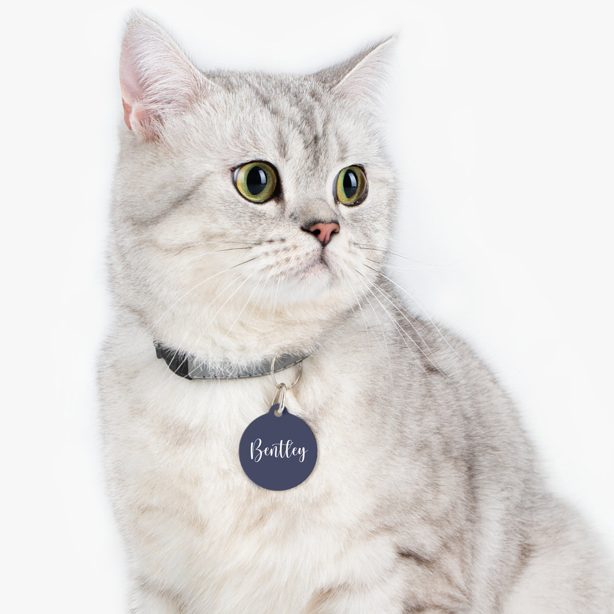 Silver tabby cat wearing a navy blue personalized pet tag