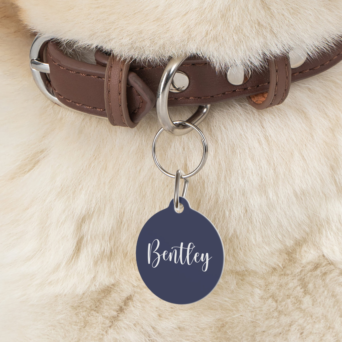 Navy blue personalized pet tag on a brown collar against fluffy cream dog fur