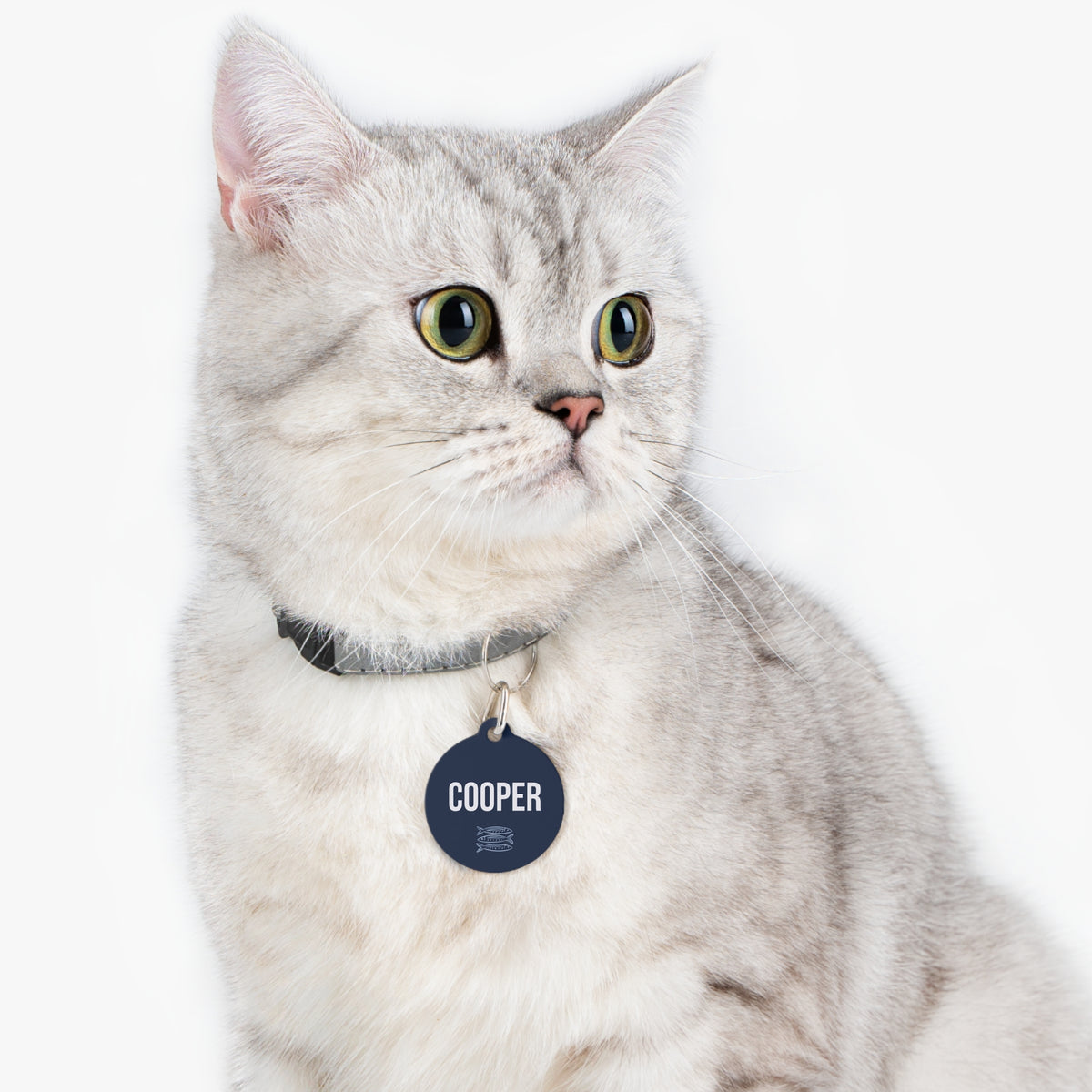 Cat wearing the navy sardine personalized pet tag