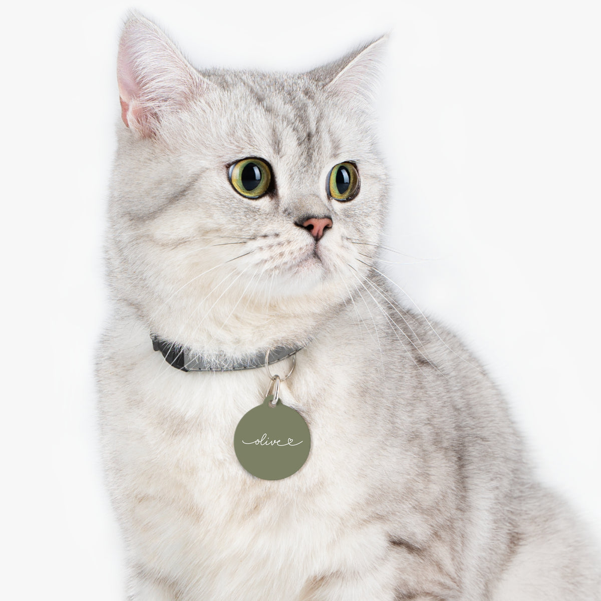 Silver tabby cat wearing an olive green personalized pet tag