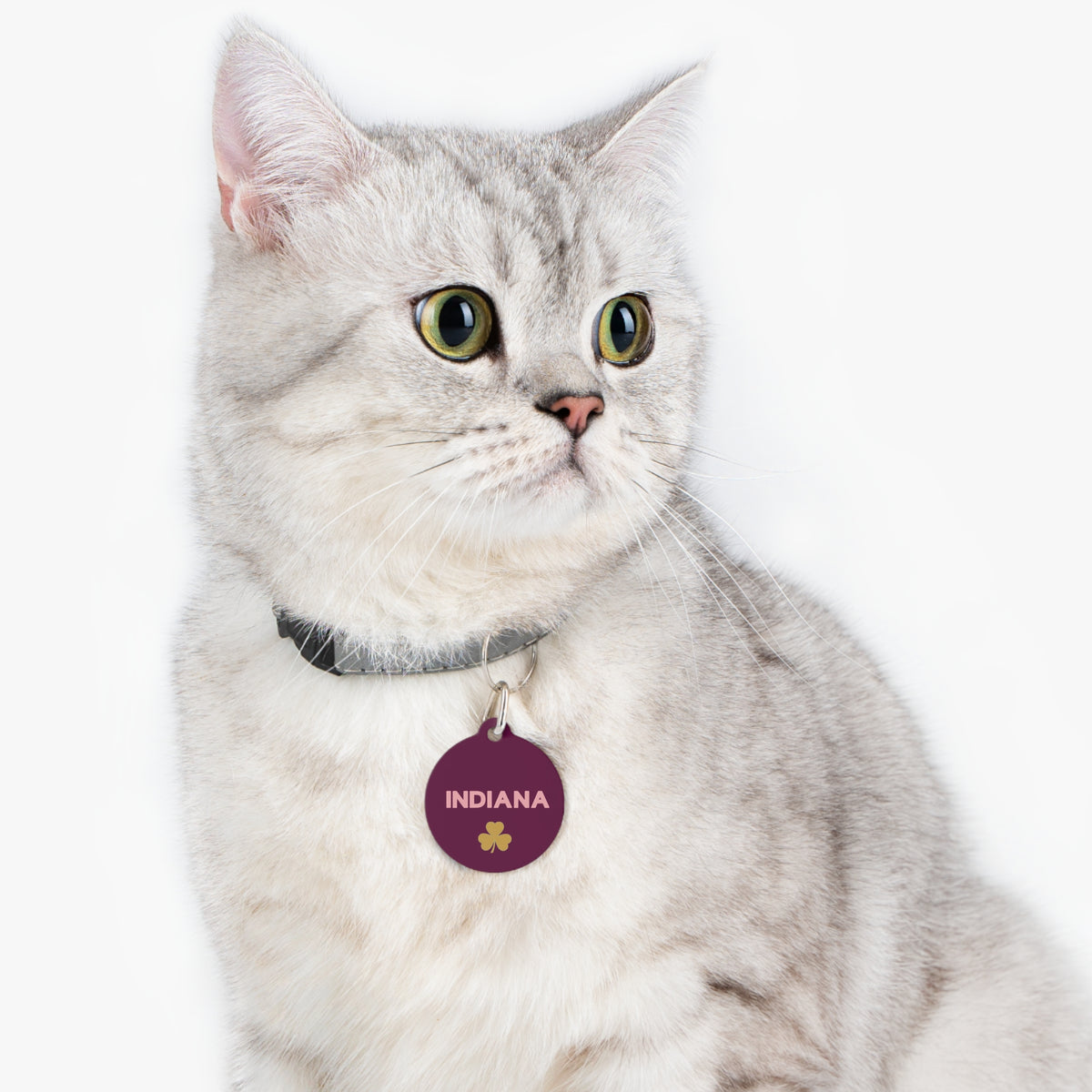 Silver tabby cat wearing a burgundy personalized pet ID tag