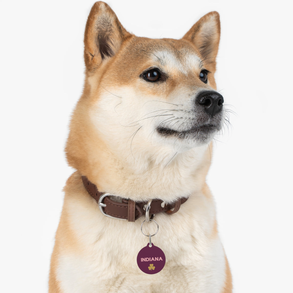 Shiba Inu wearing a burgundy personalized dog tag on a leather collar