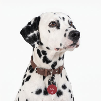 Dalmatian wearing a burgundy personalized name tag on its collar