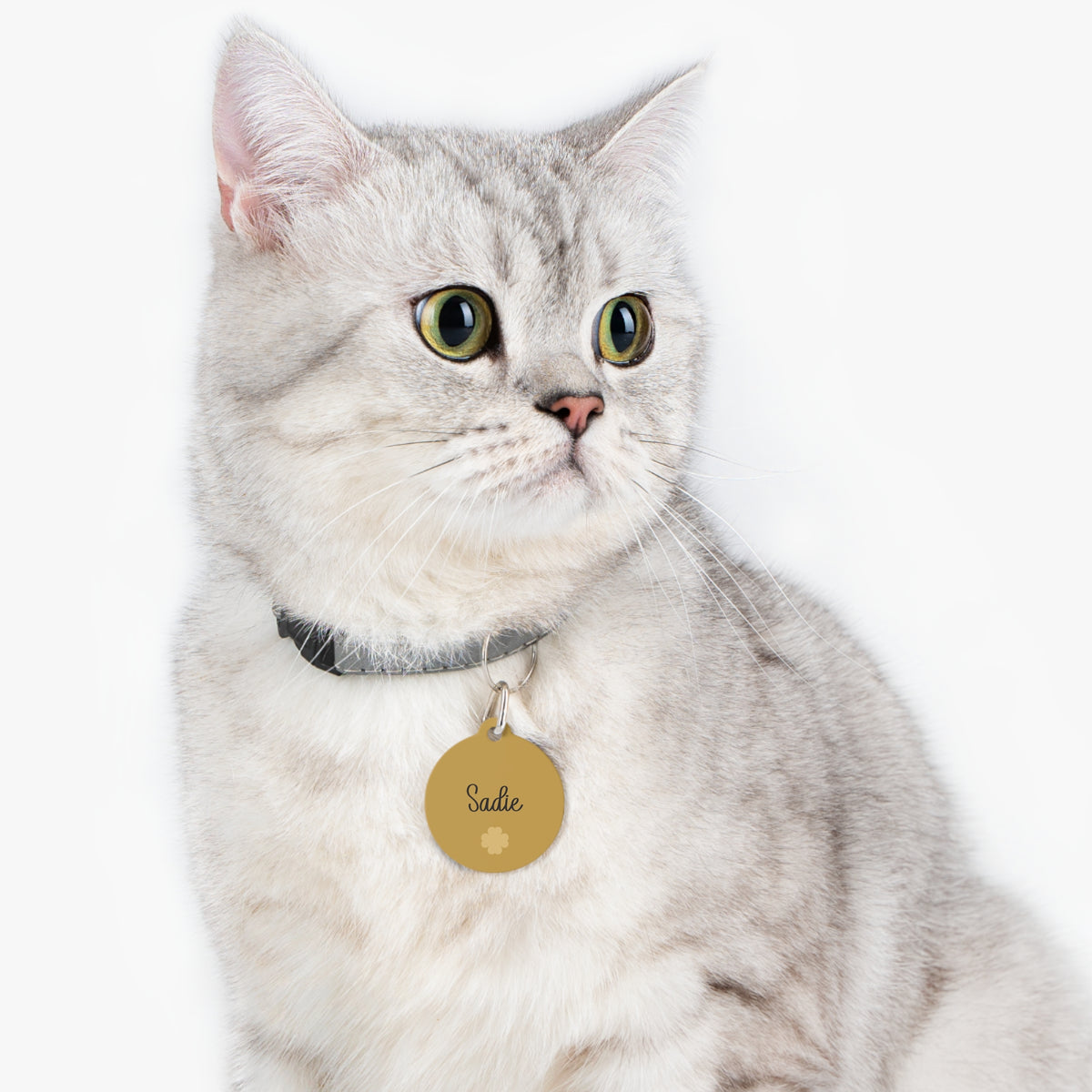 Silver tabby cat wearing a golden personalized pet ID tag