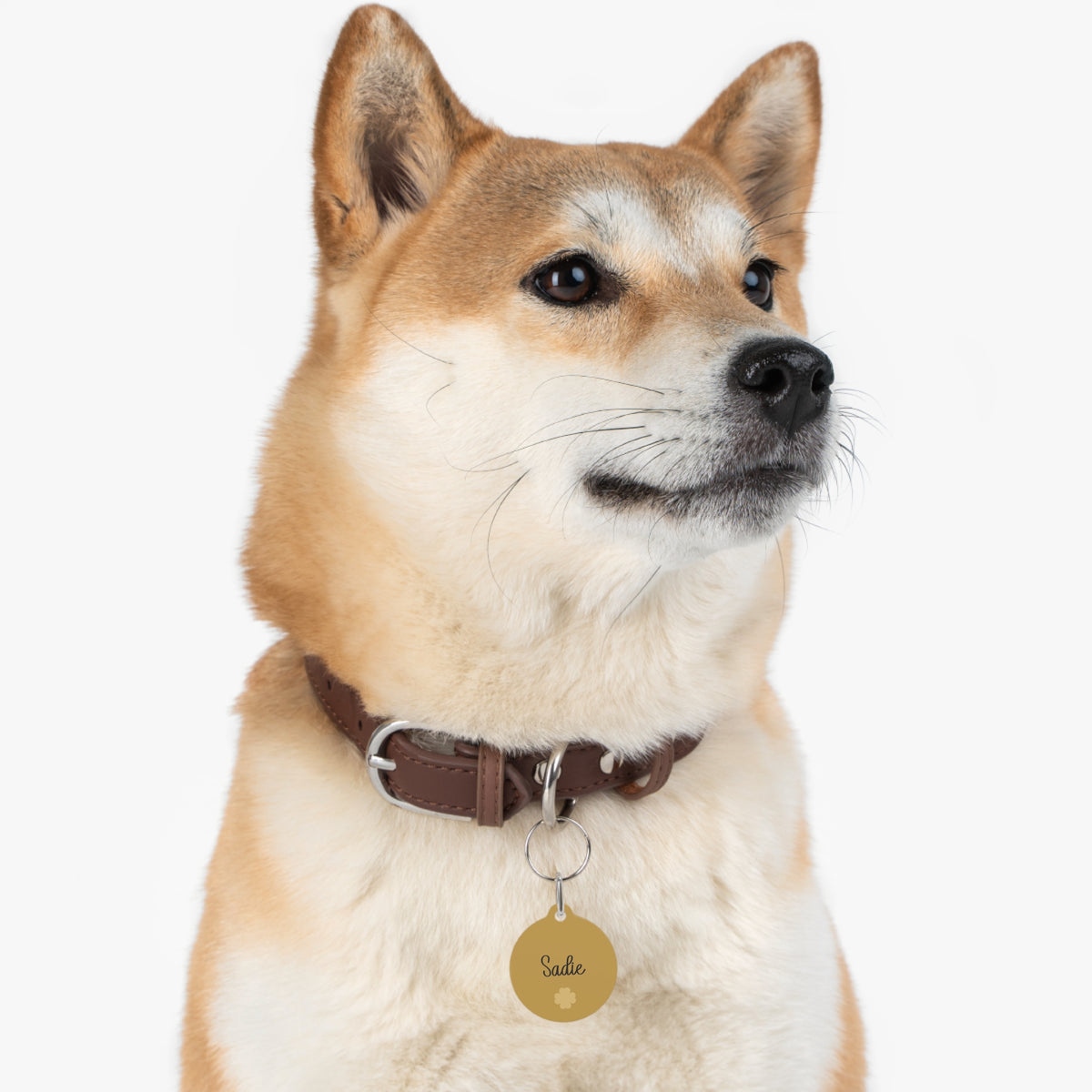 Shiba Inu wearing a golden personalized dog tag on a leather collar