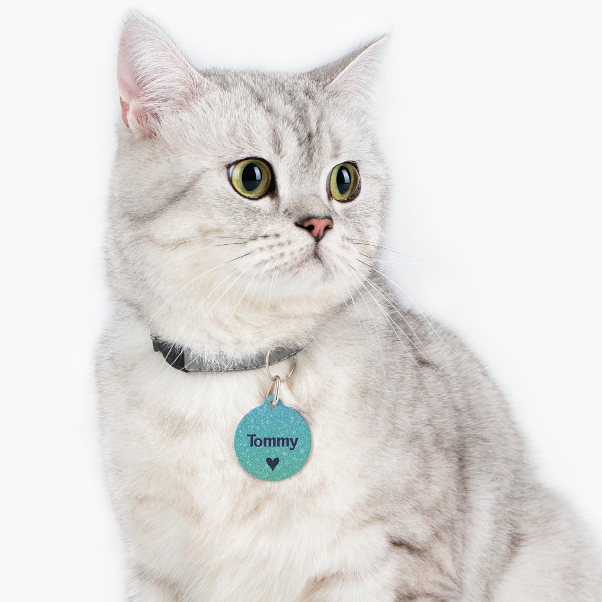 Silver tabby cat wearing a metallic teal personalized pet ID tag