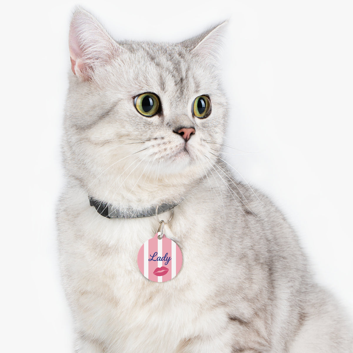 Silver tabby cat wearing a pink striped personalized pet ID tag