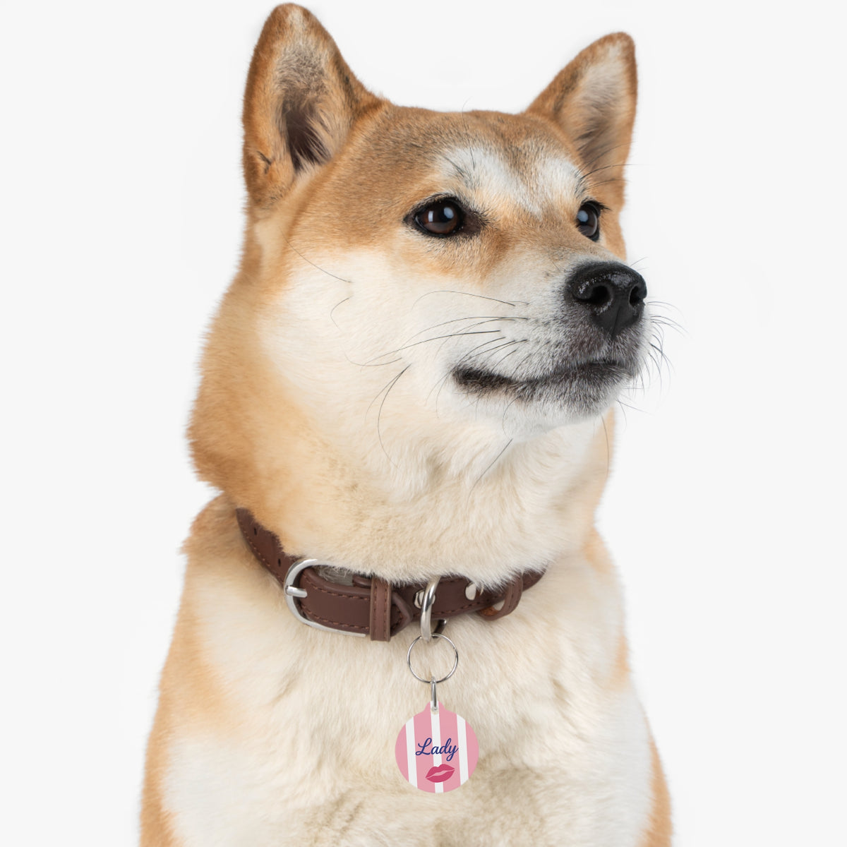 Shiba Inu wearing a pink striped personalized dog tag on a leather collar