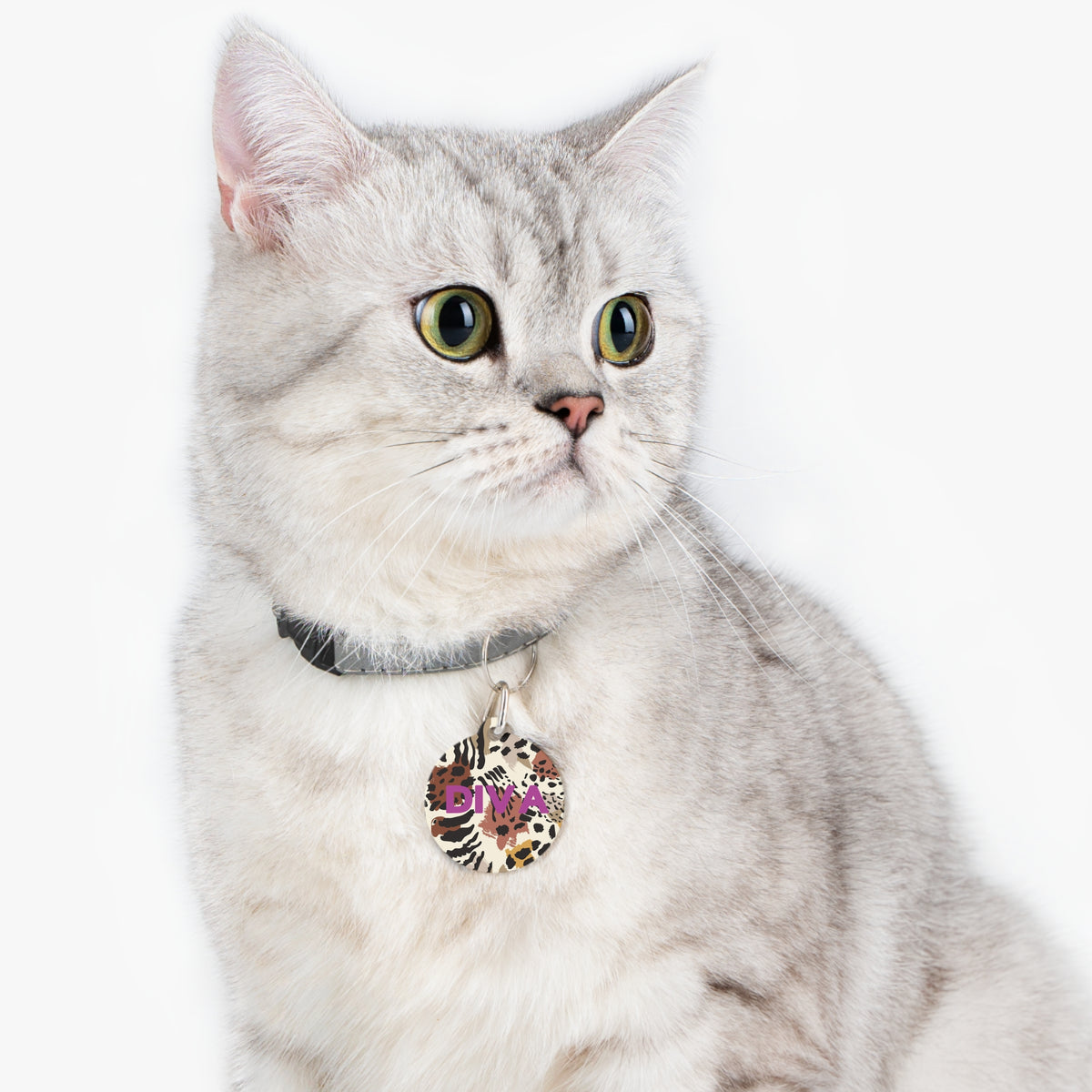 Silver tabby cat wearing a safari print personalized pet ID tag
