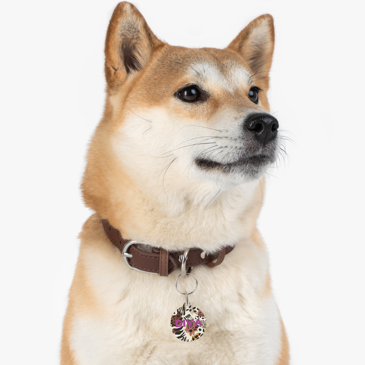 Shiba Inu wearing an animal print personalized dog tag on a leather collar
