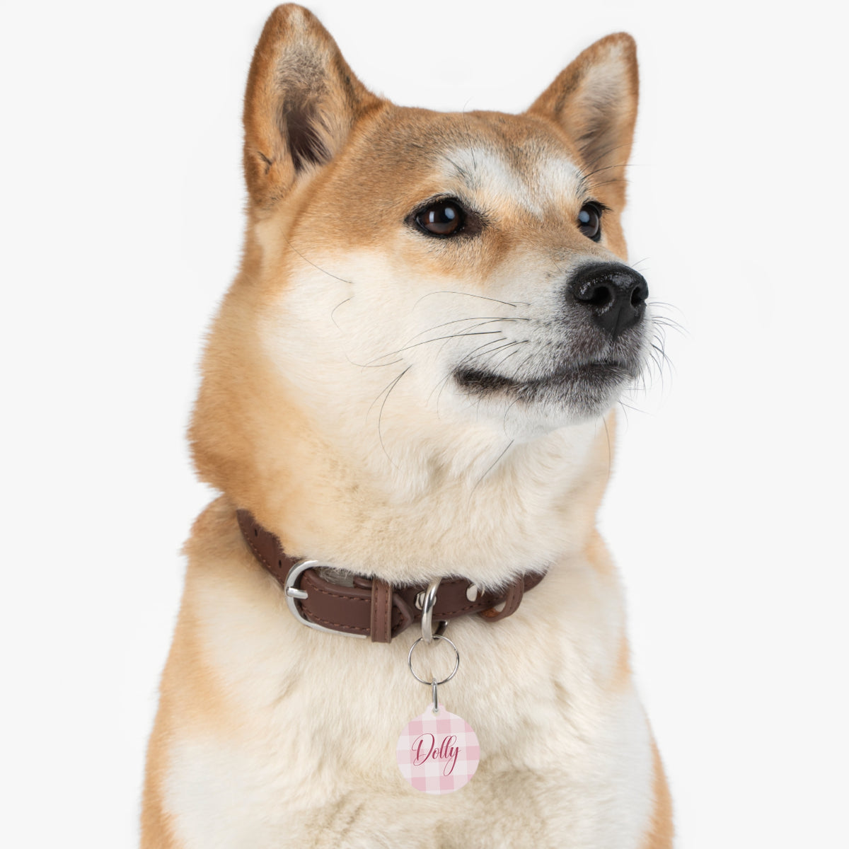 Shiba Inu wearing the pink checkered personalized pet tag on its collar