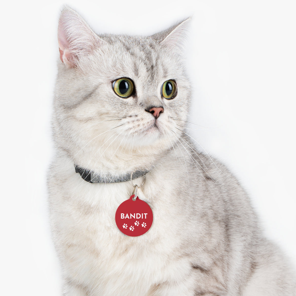 Silver tabby cat wearing a red personalized pet ID tag with paw prints