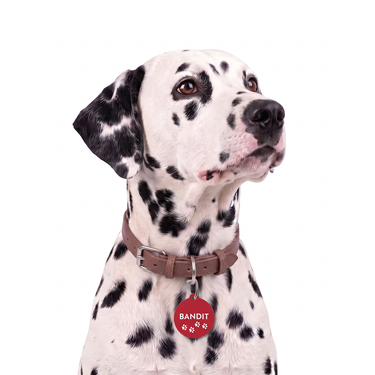 Dalmatian wearing a red paw print personalized dog tag on a brown collar