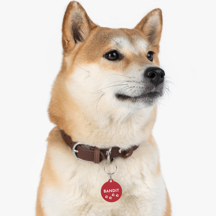 Shiba Inu wearing a red paw print personalized dog tag on a brown collar