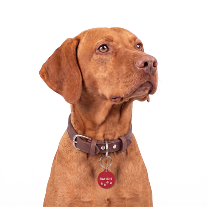 Vizsla wearing a red paw print personalized dog tag on a brown collar