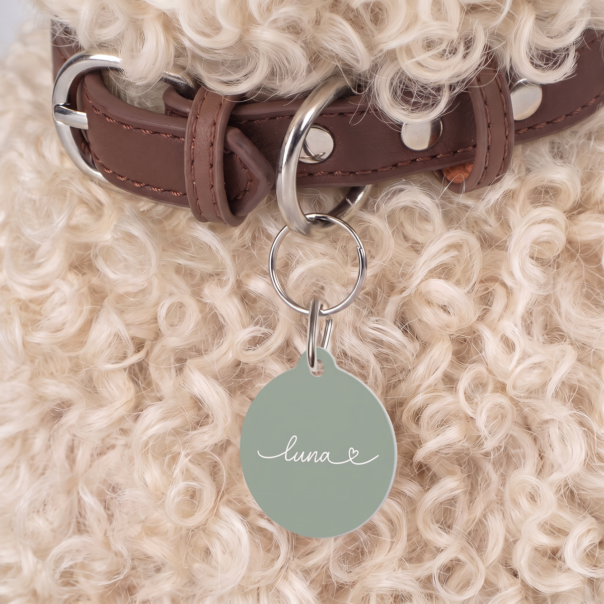 Sage green personalized pet tag on a brown collar against curly cream dog fur