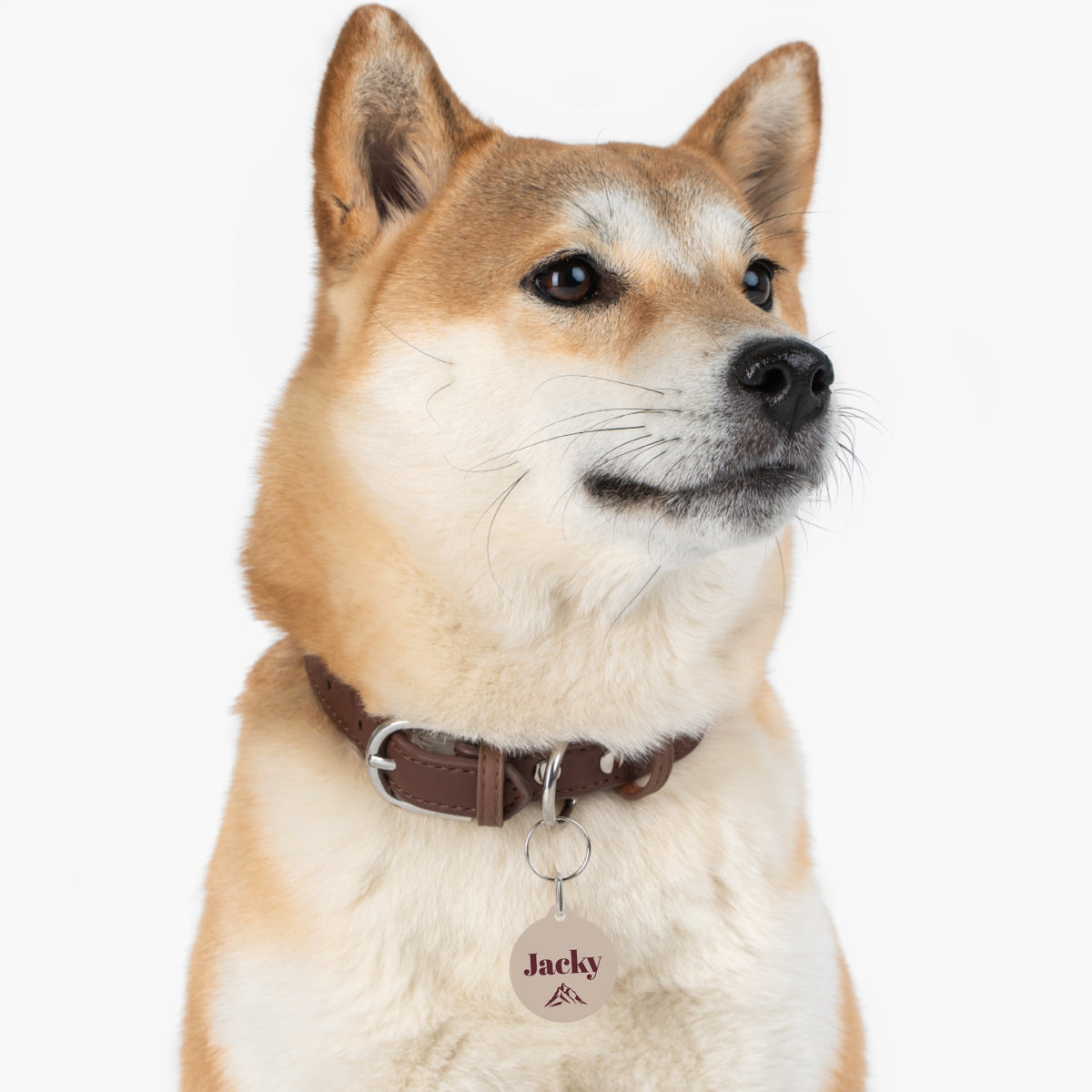 Shiba Inu wearing the sand mountain personalized pet tag