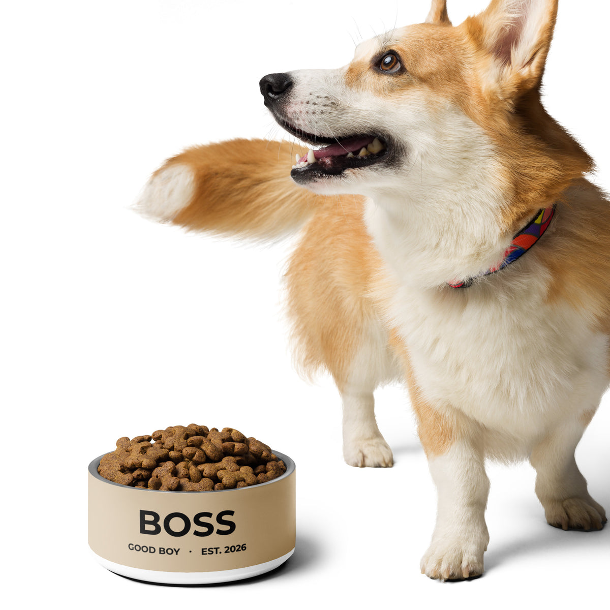 Corgi standing next to a tan good boy personalized dog bowl with the name Boss filled with kibble
