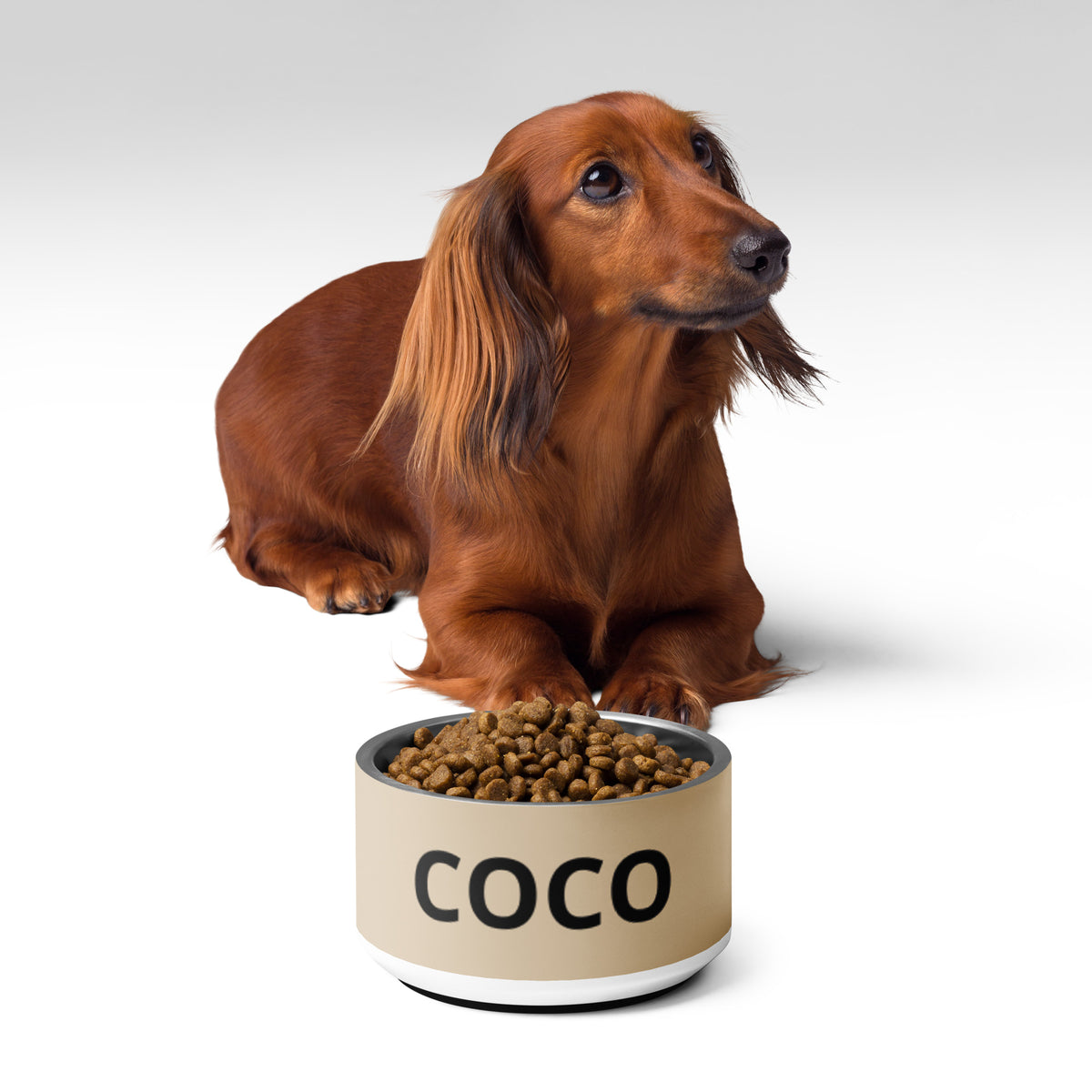 Dachshund sitting behind a tan modern personalized dog bowl filled with kibble
